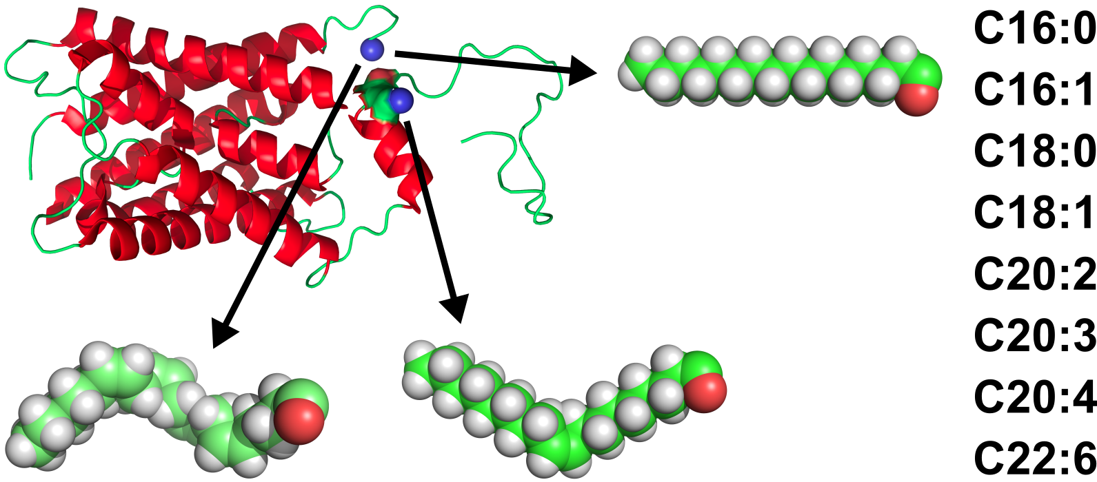 Aquaporin-0 and sites of lipidation