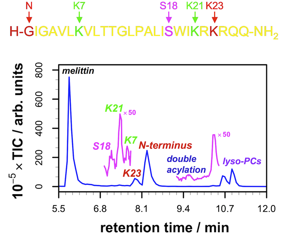 LC-MS trace from a melittin-lipid sample