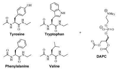 Host-Guest systems used in a model system for studying peptide-lipid interactions