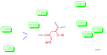 the malonyl decraboxylation site