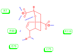 the strucutre of the binding site